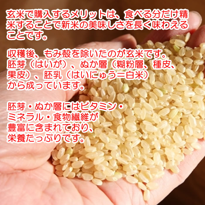 玄米の魅力1