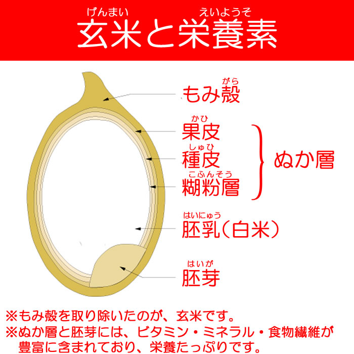 玄米の魅力2
