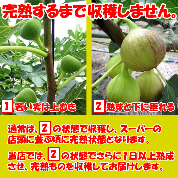 先行予約受付 出荷は9月上旬 朝もぎいちじく 1 7kg 4パック 埼玉県産 送料無料 産地直送 夏季限定 季節野菜 9月上旬 10月初旬 クール宅急便