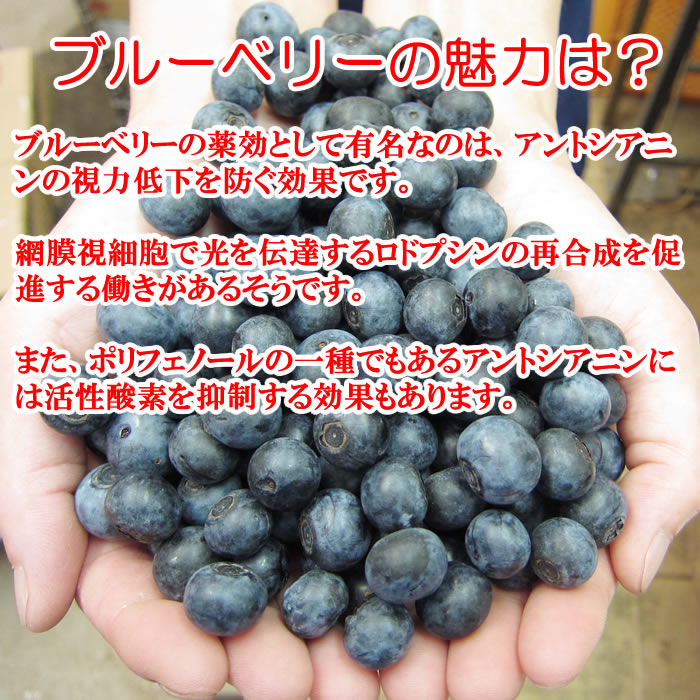 ブルーベリーの効能1