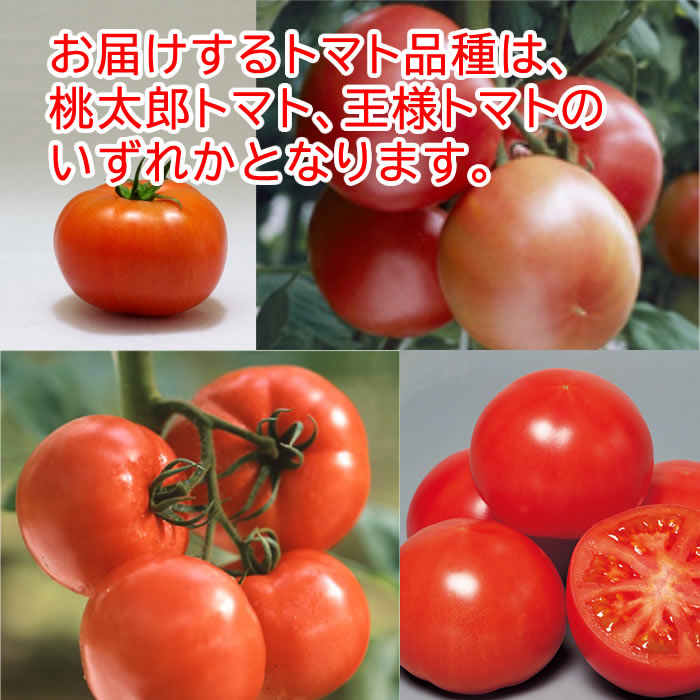 大玉トマトとは？