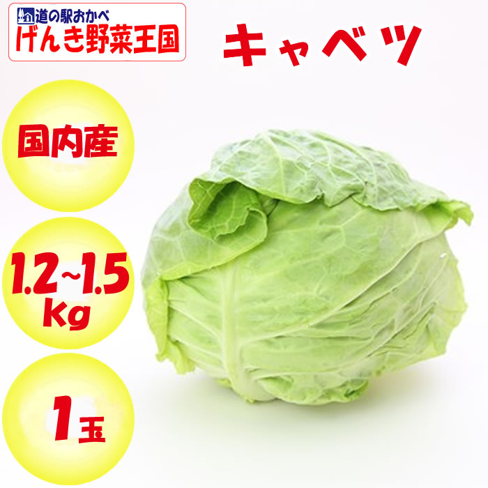 キャベツ 1玉 Lサイズ／1.2～1.5kg>
<br>

<img src=