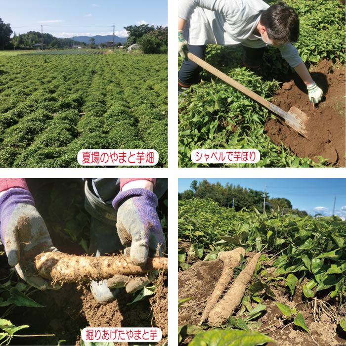 夏場のやまと芋畑
